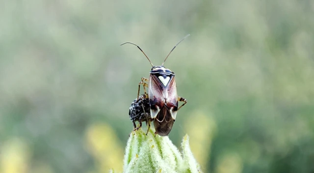 Miridae - mezeipoloskák