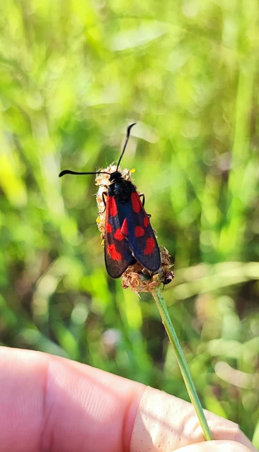 Zygaena loti - közönséges csüngőlepke