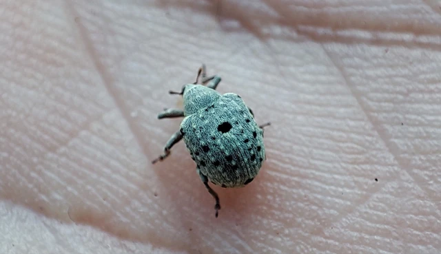 Cionus thapsus - kis ökörfarkkóró-gömbormányos