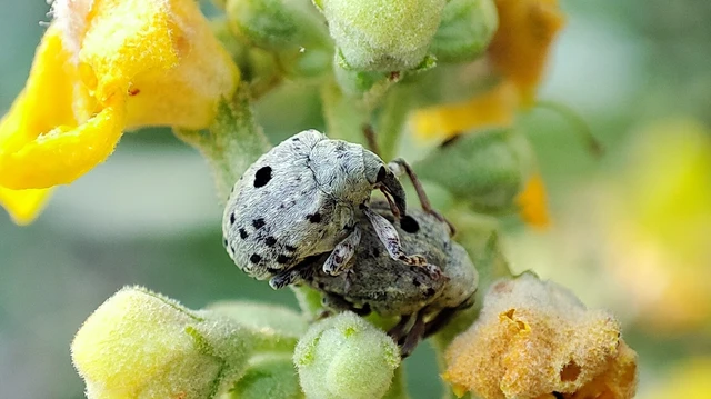 Curculionidae - ormányosbogár-félék