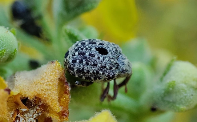 Cionus thapsus - kis ökörfarkkóró-gömbormányos