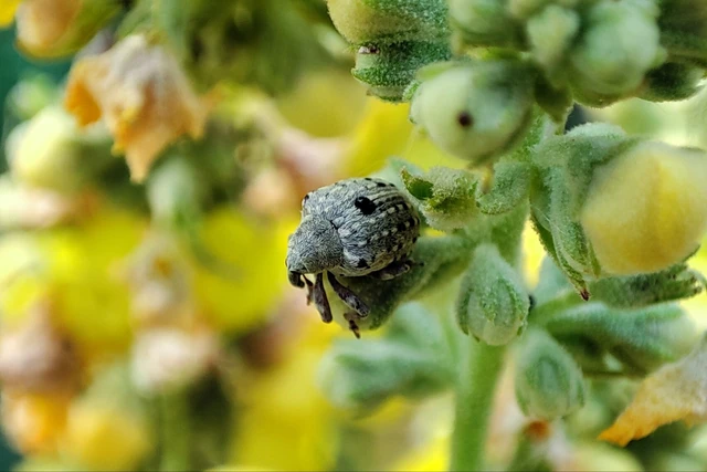 Cionus thapsus - kis ökörfarkkóró-gömbormányos