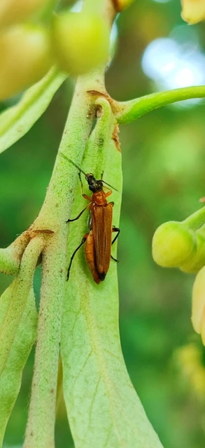 Oedemera podagrariae - székfű-álcincér