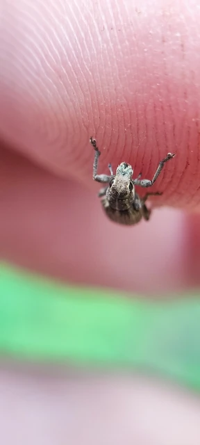 Curculionidae - ormányosbogár-félék