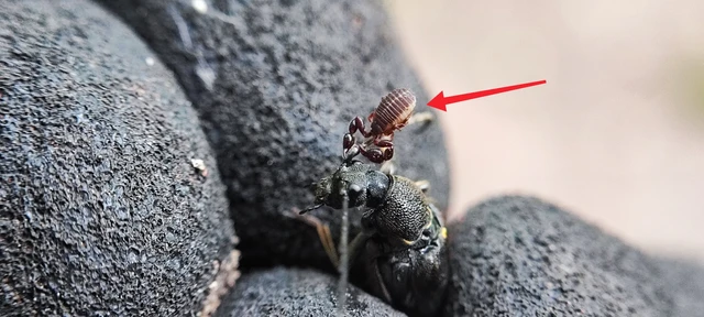 Pseudoscorpionida - Álskorpiók