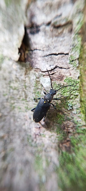 Stictoleptura scutellata - hegyi virágcincér