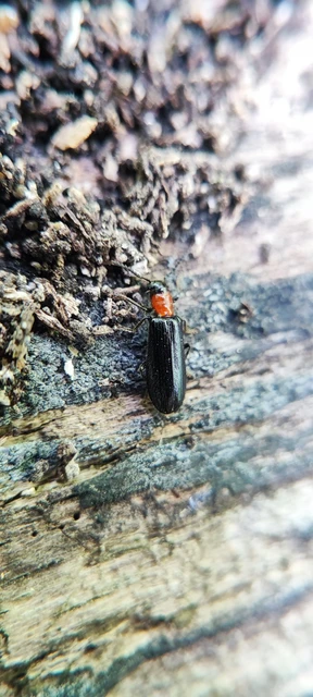 Tillus elongatus - fekete szúfarkas