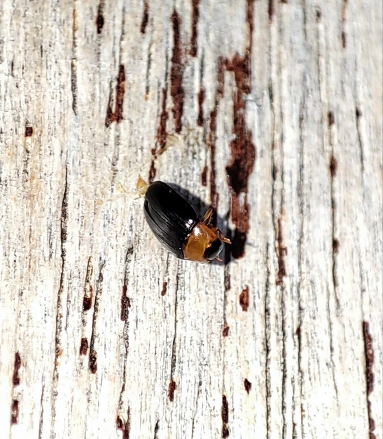 Triplax collaris - sárganyakú tarbogár