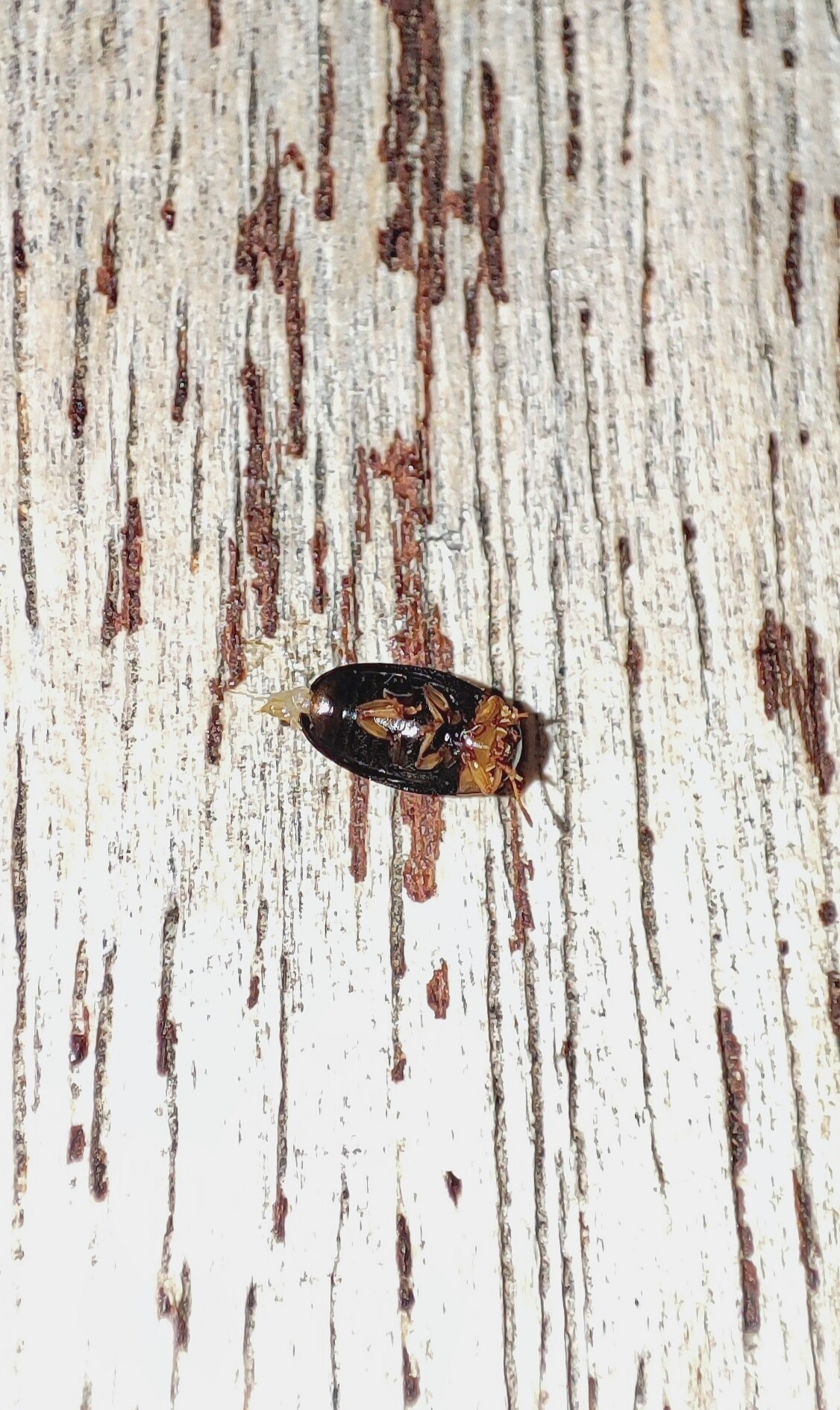 Triplax collaris - sárganyakú tarbogár