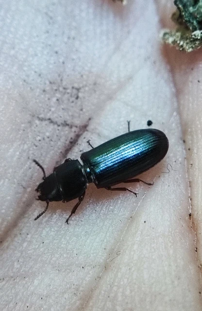 Trogossitidae - korongbogárfélék