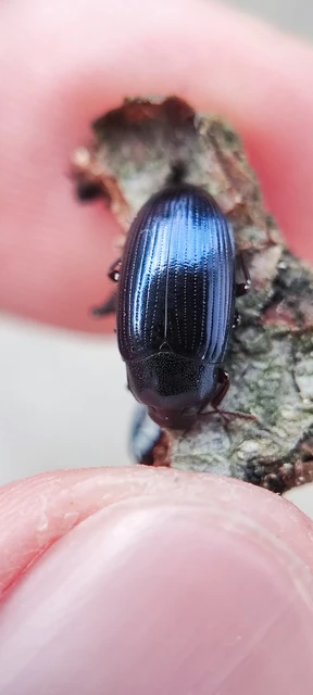 Metaclisa azurea