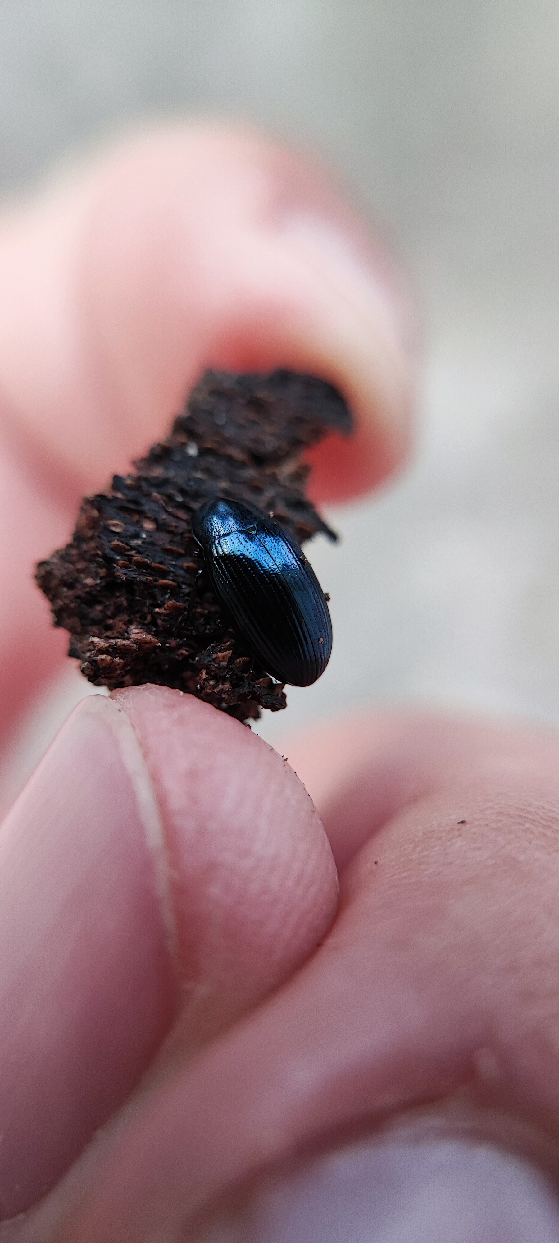 Metaclisa azurea