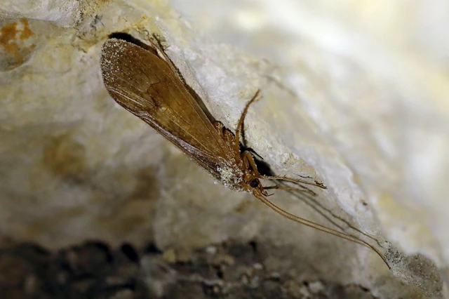 Trichoptera - Tegzesek