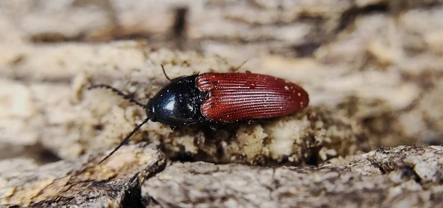 Ampedus