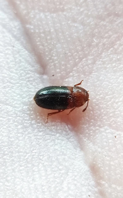Triphyllus bicolor - kétszínű gombabogár