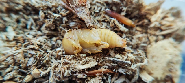 Dorcus parallelipipedus - kis szarvasbogár