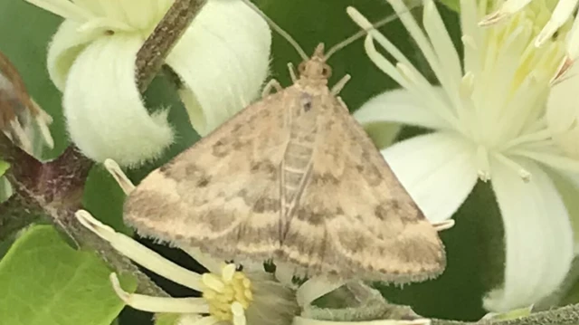 Pyrausta despicata - réti bíbormoly