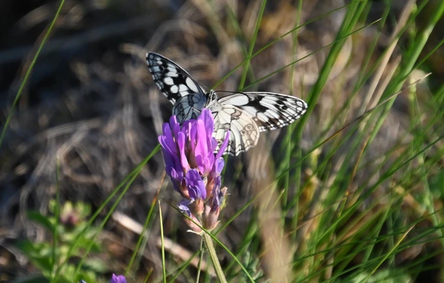 Melanargia galathea - sakktáblalepke