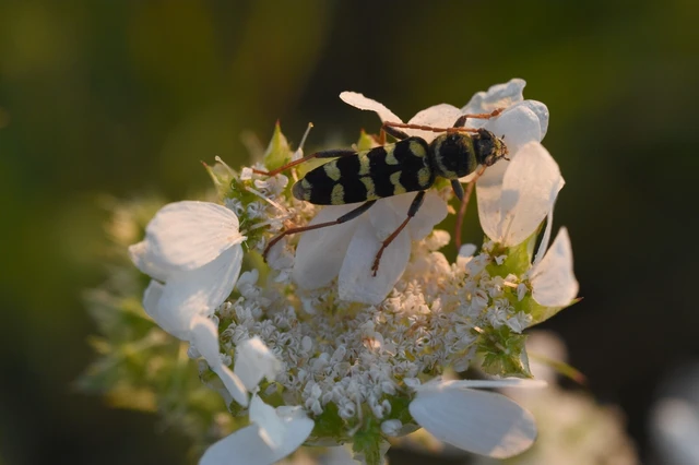 Echinocerus floralis - lucerna-darázscincér