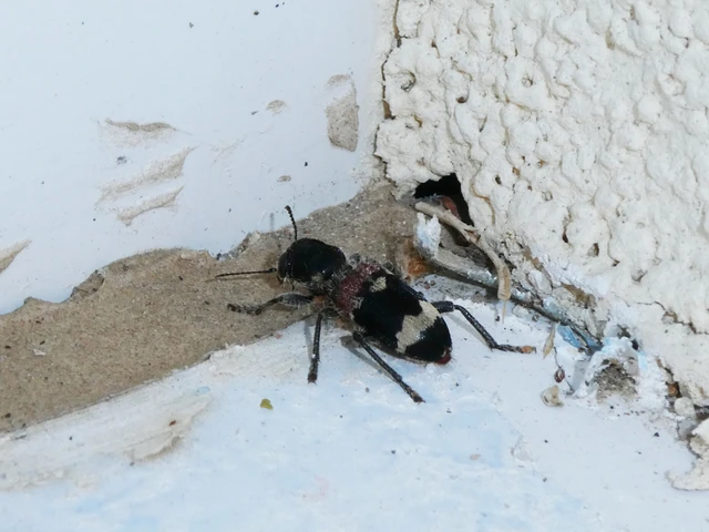 Clerus mutillarius - feketenyakú szúfarkas