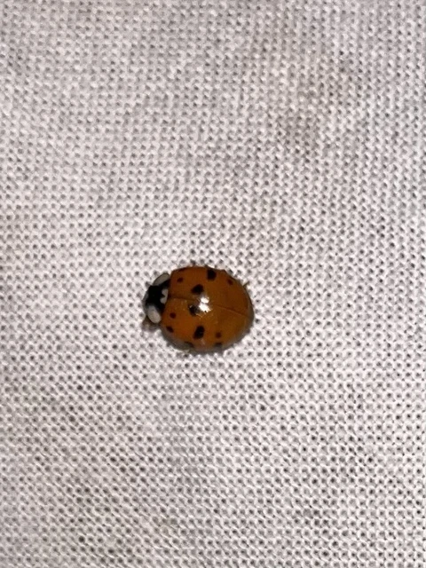 Harmonia axyridis - harlekinkatica