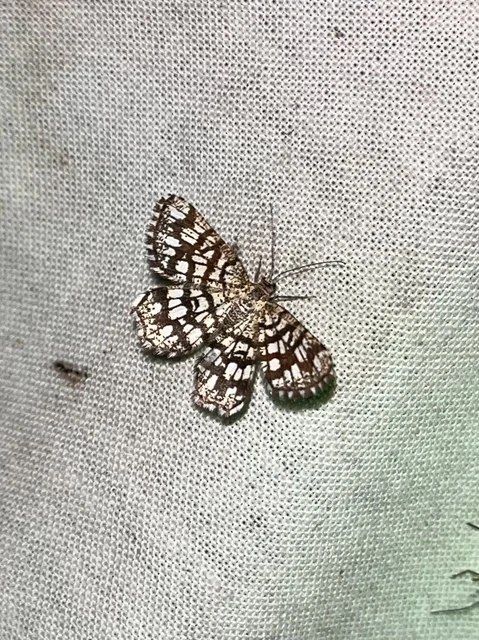 Chiasmia clathrata - rácsos rétiaraszoló