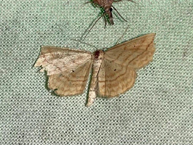 Idaea rufaria - vörhenyes sávosaraszoló