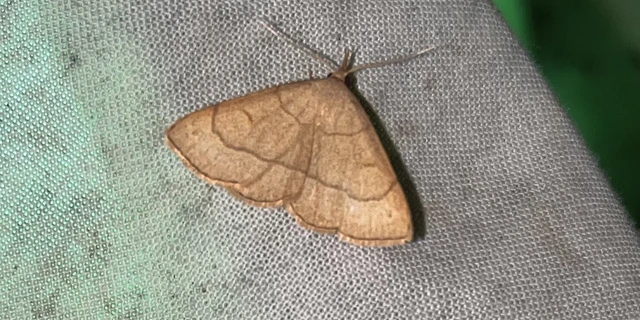 Paracolax tristalis - sárgás karcsúbagoly