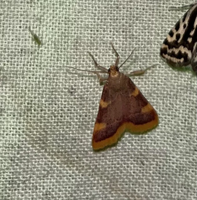 Hypsopygia costalis - szénailonca