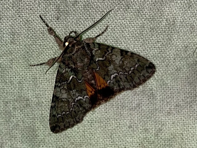 Polyphaenis sericata - selyemfényű erdeibagoly