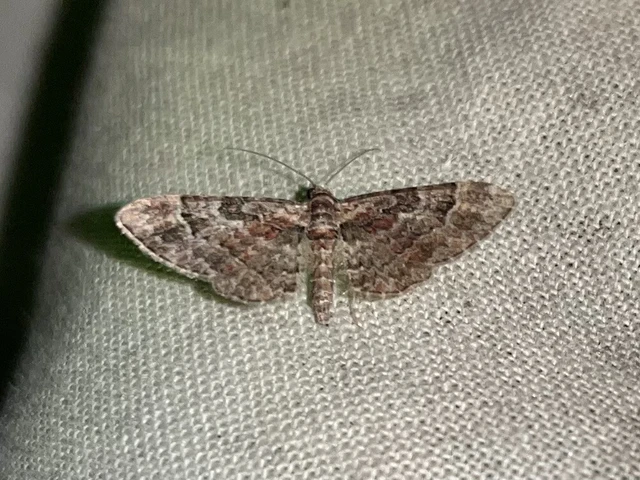 Gymnoscelis rufifasciata - vöröscsíkos törpearaszoló