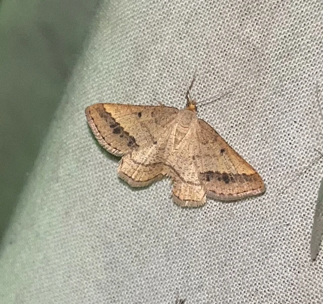 Tephrina arenacearia - lucerna-araszoló