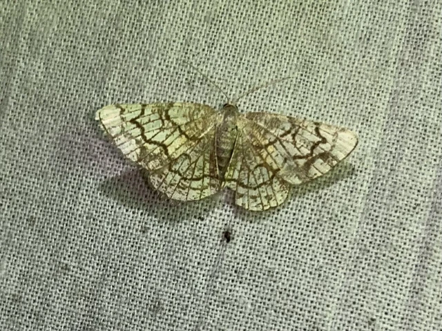 Stegania dilectaria - fehérnyár-araszoló