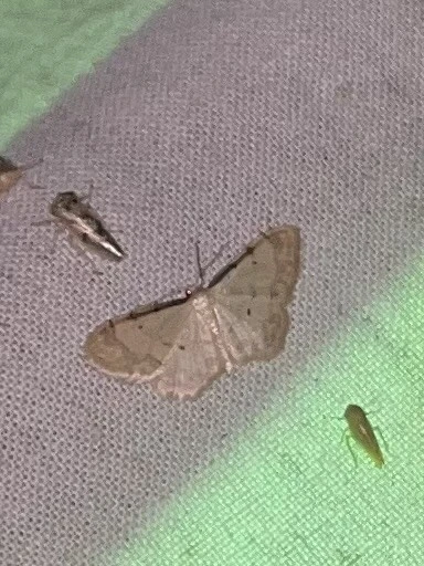 Idaea politaria - vonalas apróaraszoló