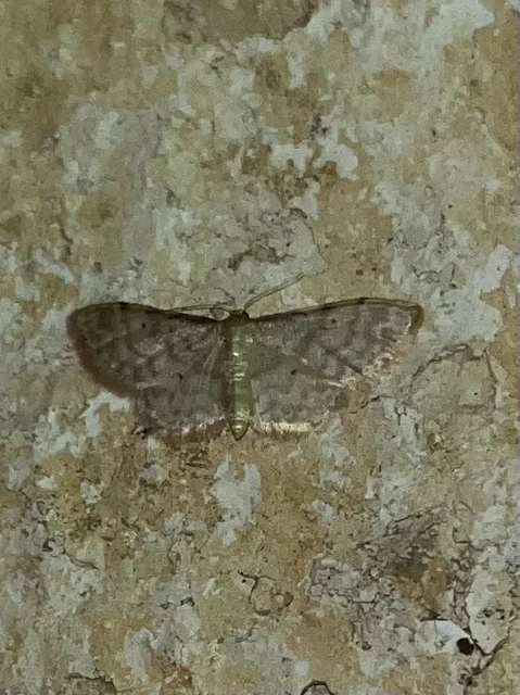 Idaea fuscovenosa - szürkeszélű apróaraszoló
