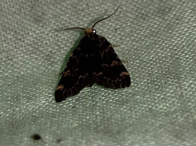 Aglossa signicostalis - hangyailonca