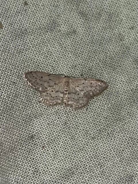 Idaea seriata - szürke apróaraszoló