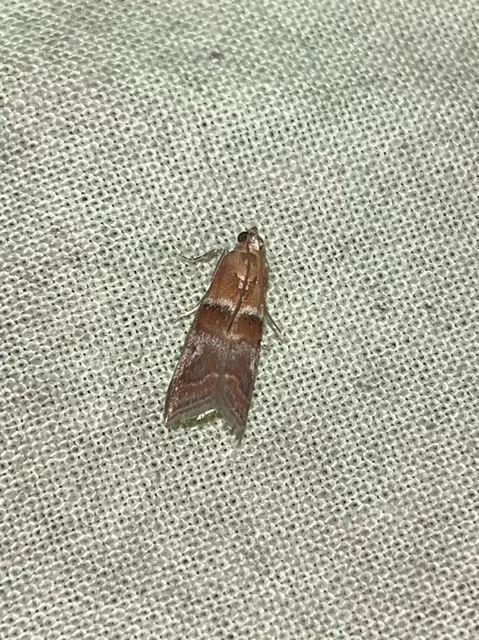 Acrobasis repandana - tarkamintás karcsúmoly