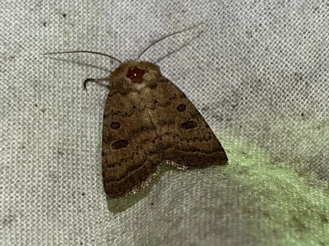 Hoplodrina octogenaria - barna selymesbagoly