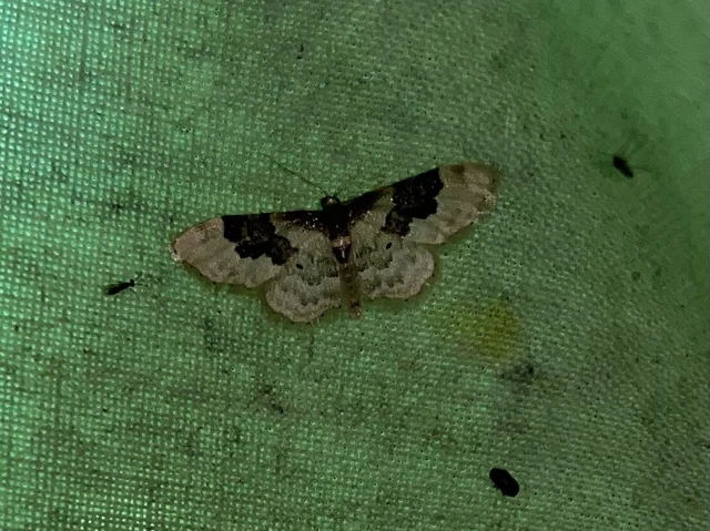 Idaea rusticata - tarka apróaraszoló