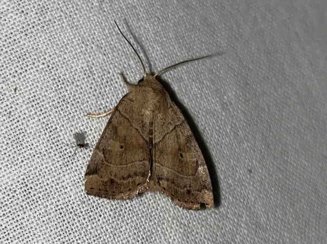 Cosmia trapezina - közönséges lombbagoly