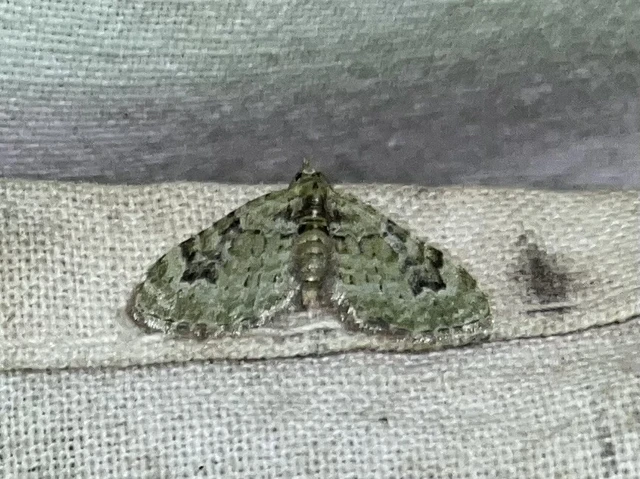 Chloroclystis v-ata - zöldes törpearaszoló