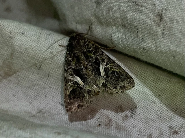 Trachea atriplicis - nyári zöldbagoly