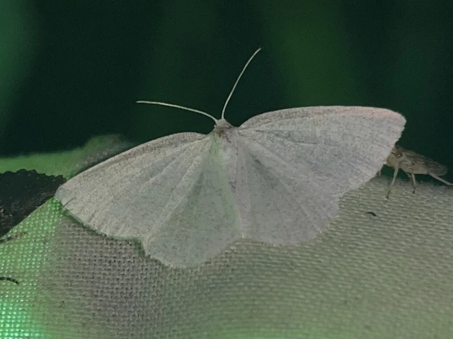 Cabera exanthemata - pettyes égeraraszoló