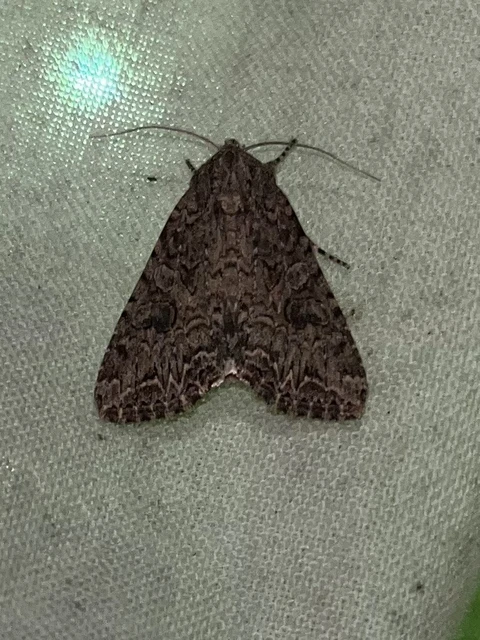 Hadula trifolii - lóherebagoly