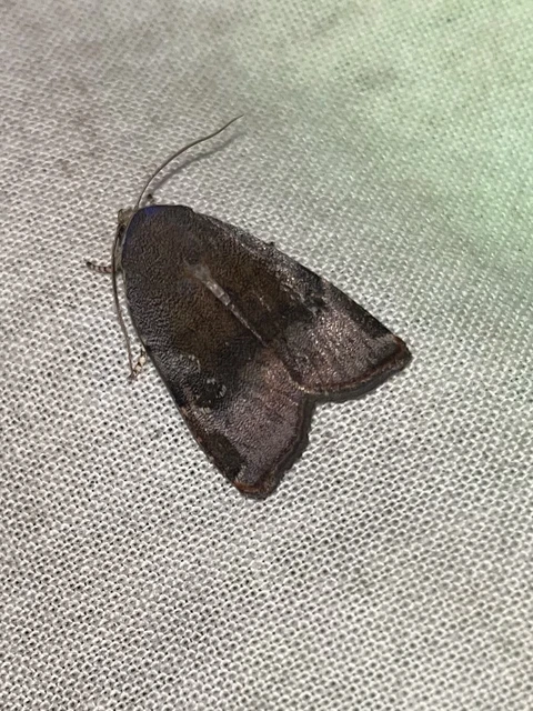 Noctua janthe/janthina