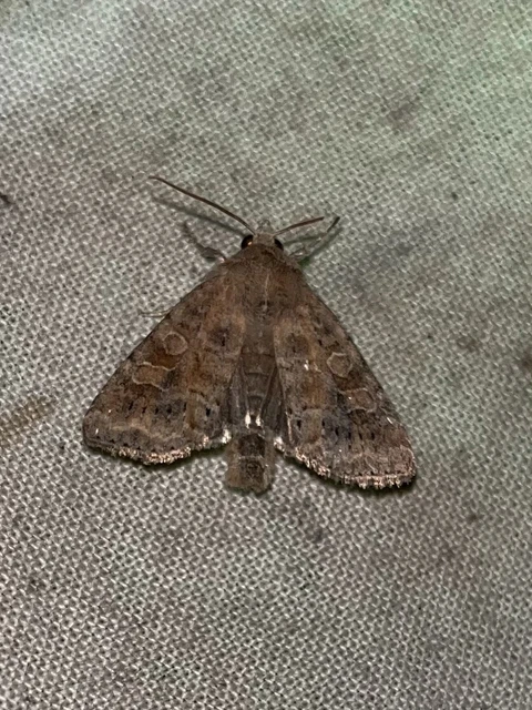 Parastichtis suspecta - sötét erdeibagoly