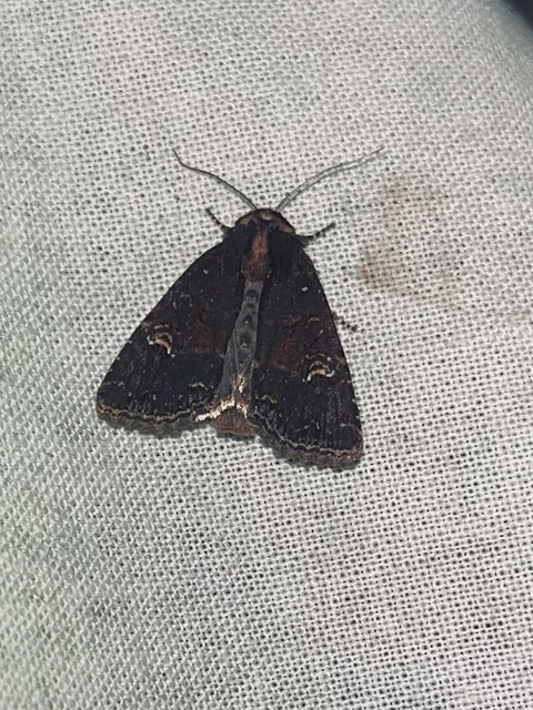 Mesapamea secalella/secalis