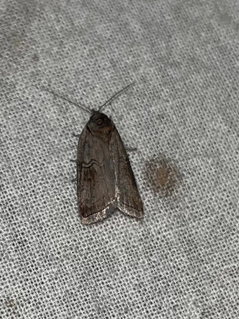 Nycteola asiatica - nyárfa-trapézbagoly