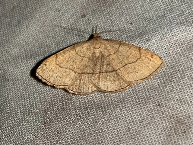 Paracolax tristalis - sárgás karcsúbagoly